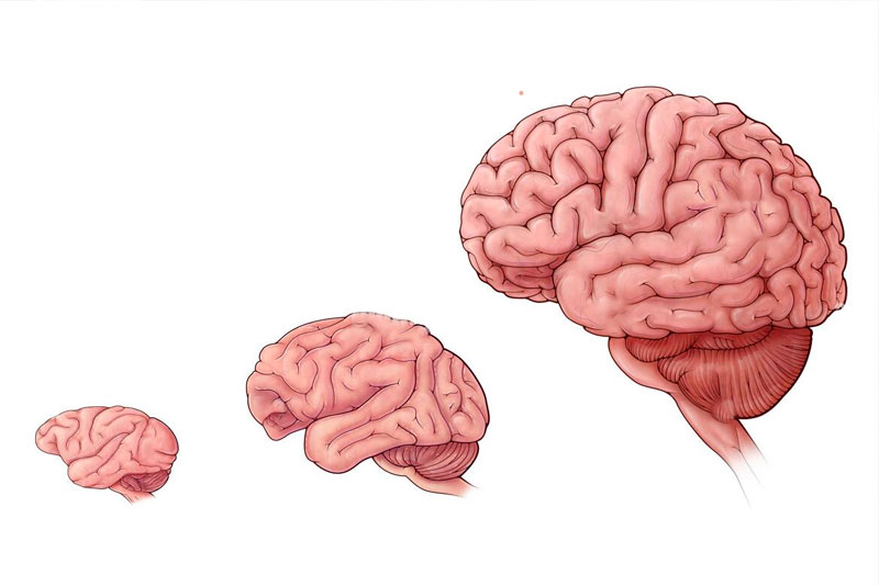 avoir-peu-de-predateurs-favoriserait-linflation-du-cerveau-par-patrick-lambert